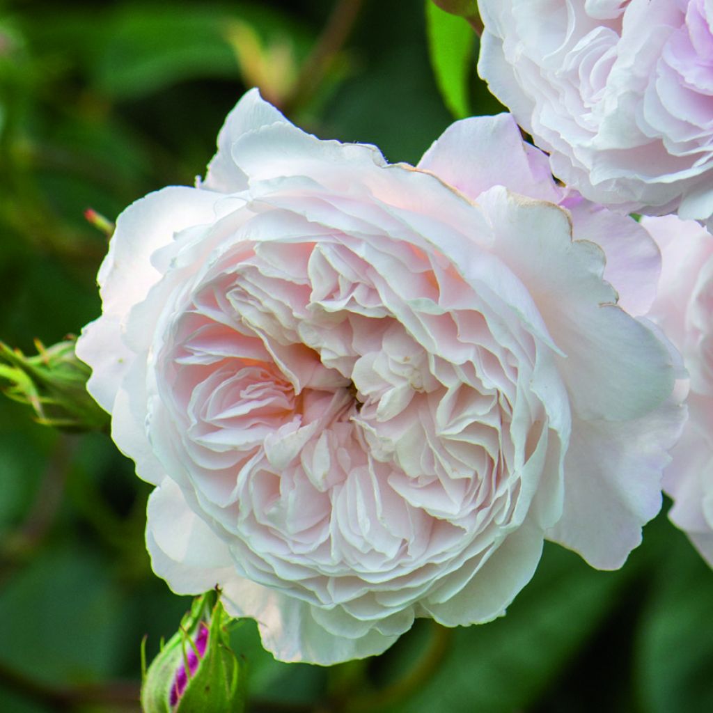 Rosa  Albrighton Rambler 'Ausmobile'