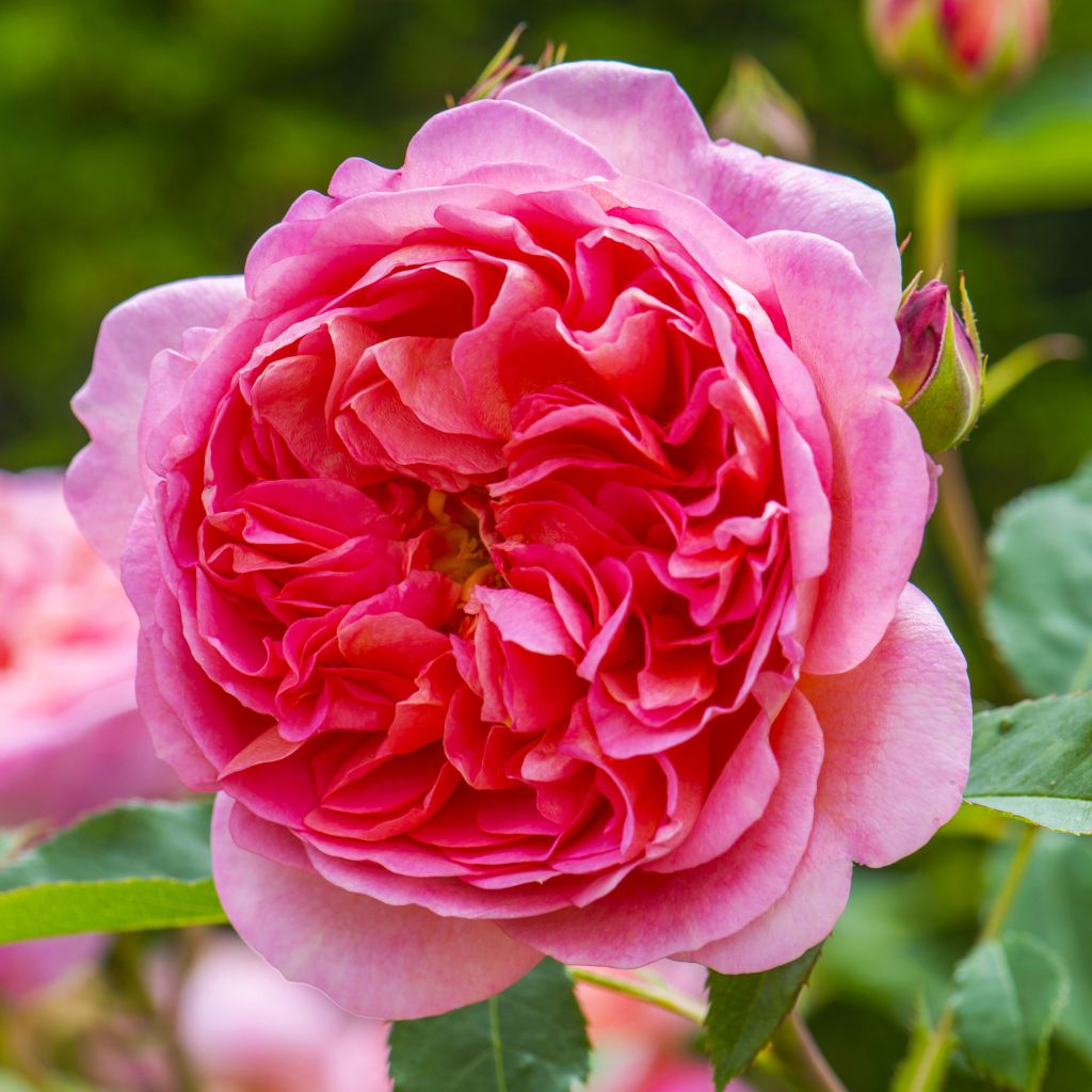 Rosa Boscobel - English Shrub Rose