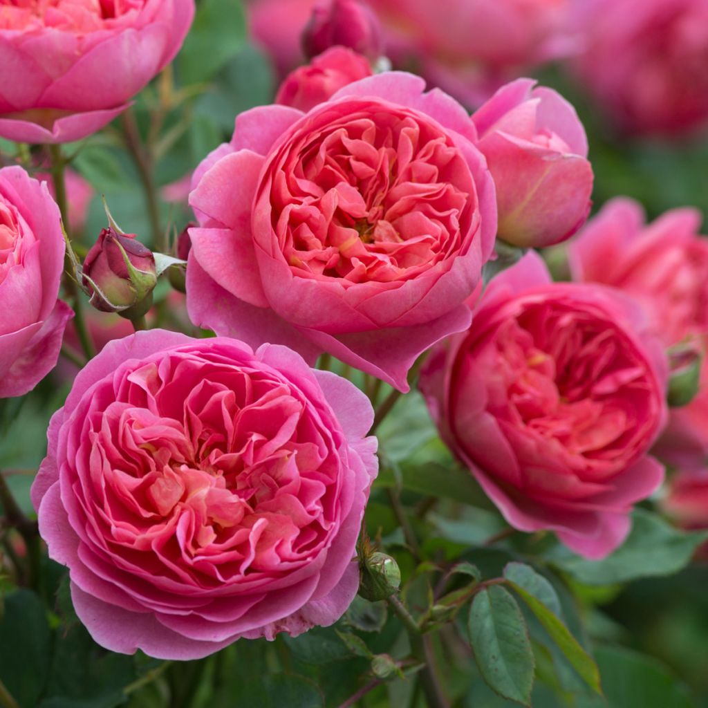 Rosa Boscobel - English Shrub Rose