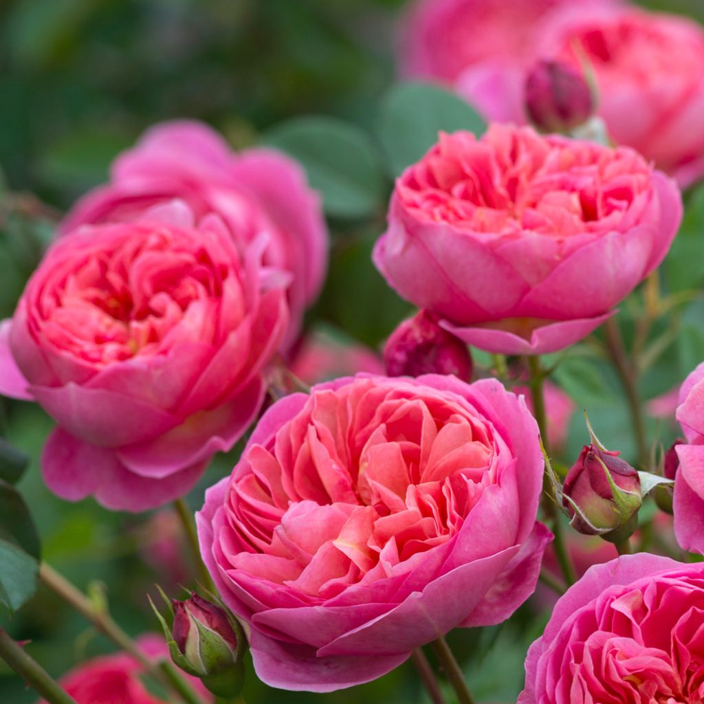 Rosa Boscobel - English Shrub Rose