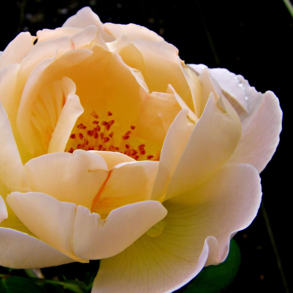 Rosa Coniston - English Shrub Rose