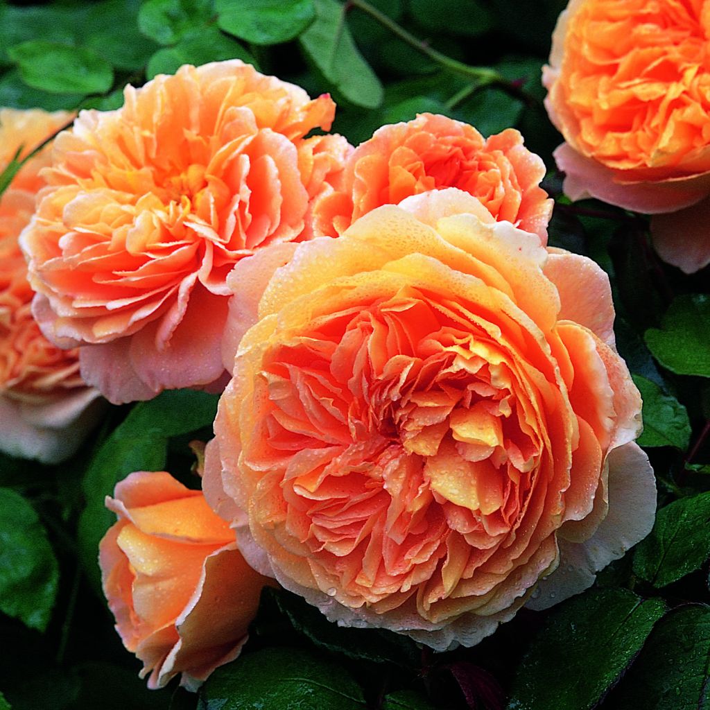 Rosa  Crown Princess Margareta Auswinter