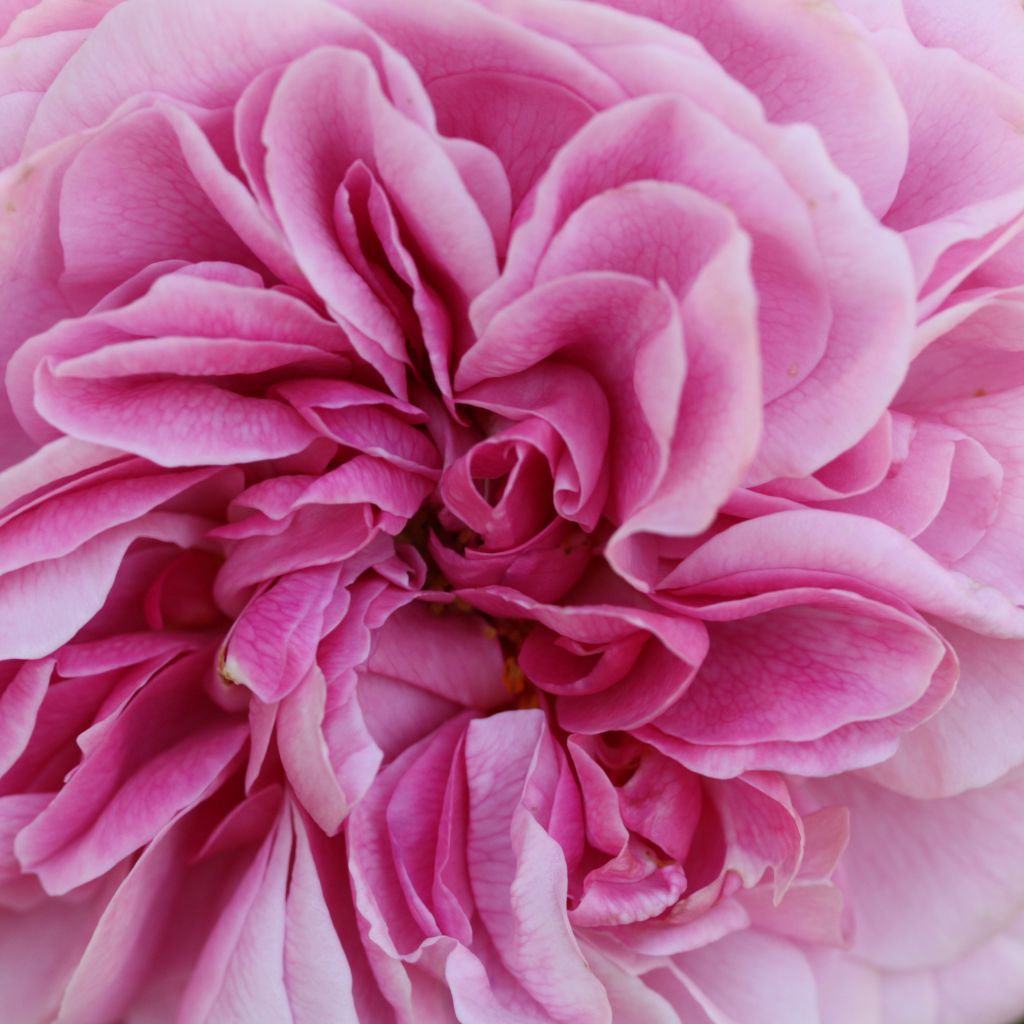 Rosa Young Lycidas
