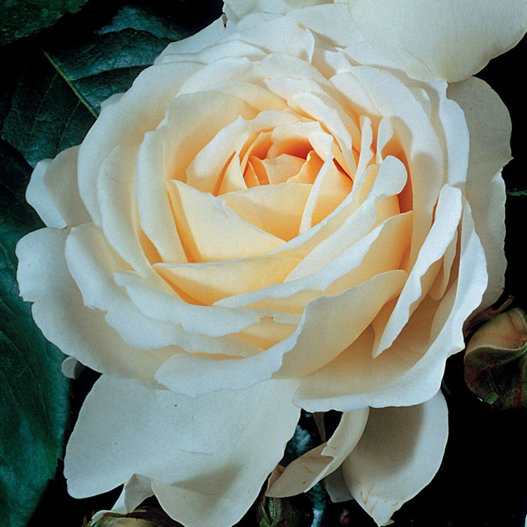 Rosa grandiflora Covent Garden