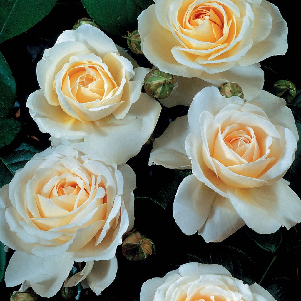 Rosa grandiflora Covent Garden