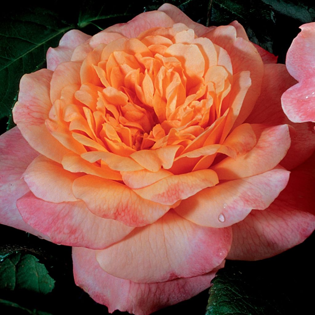 Rosa grandiflora King Arthur