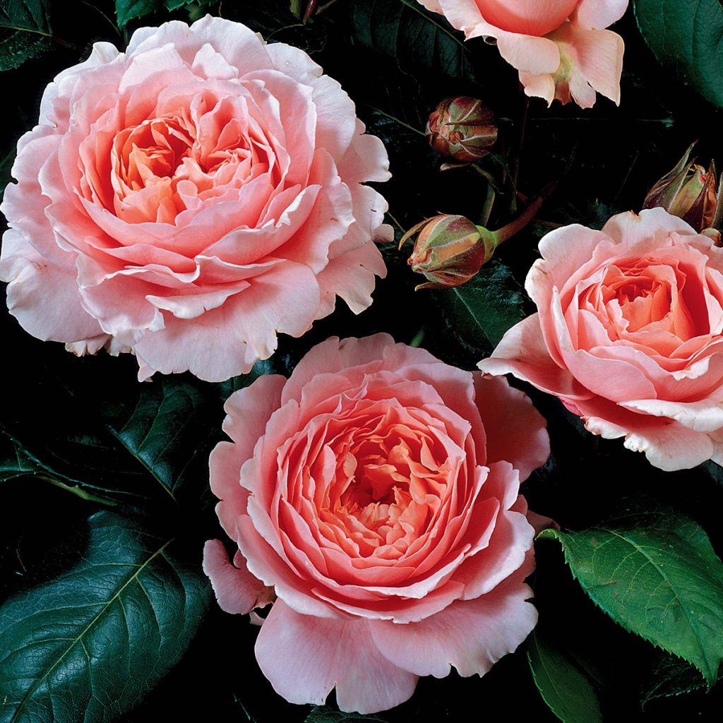 Rosa grandiflora Oxford 