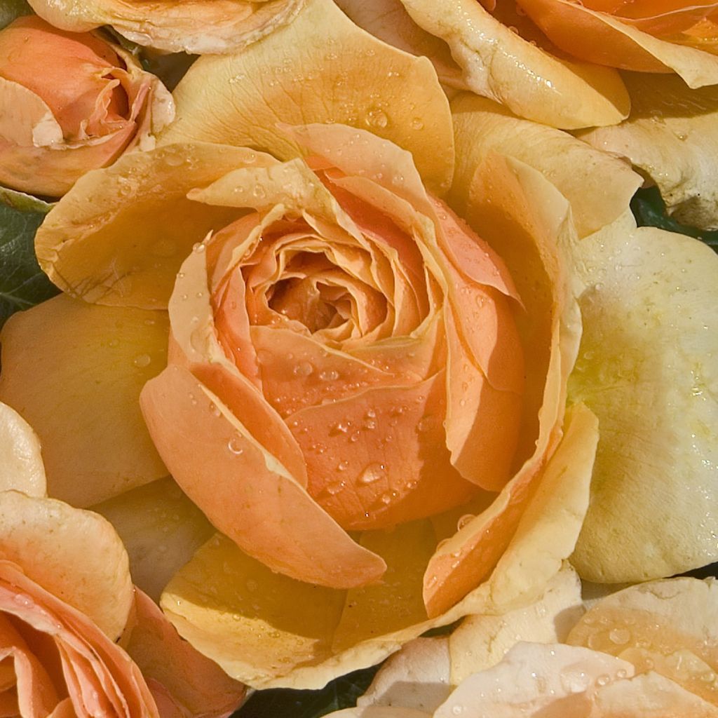 Rosa Sherlock Holmes 