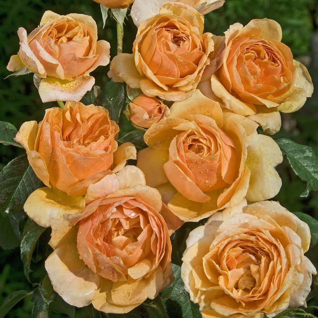 Rosa Sherlock Holmes 