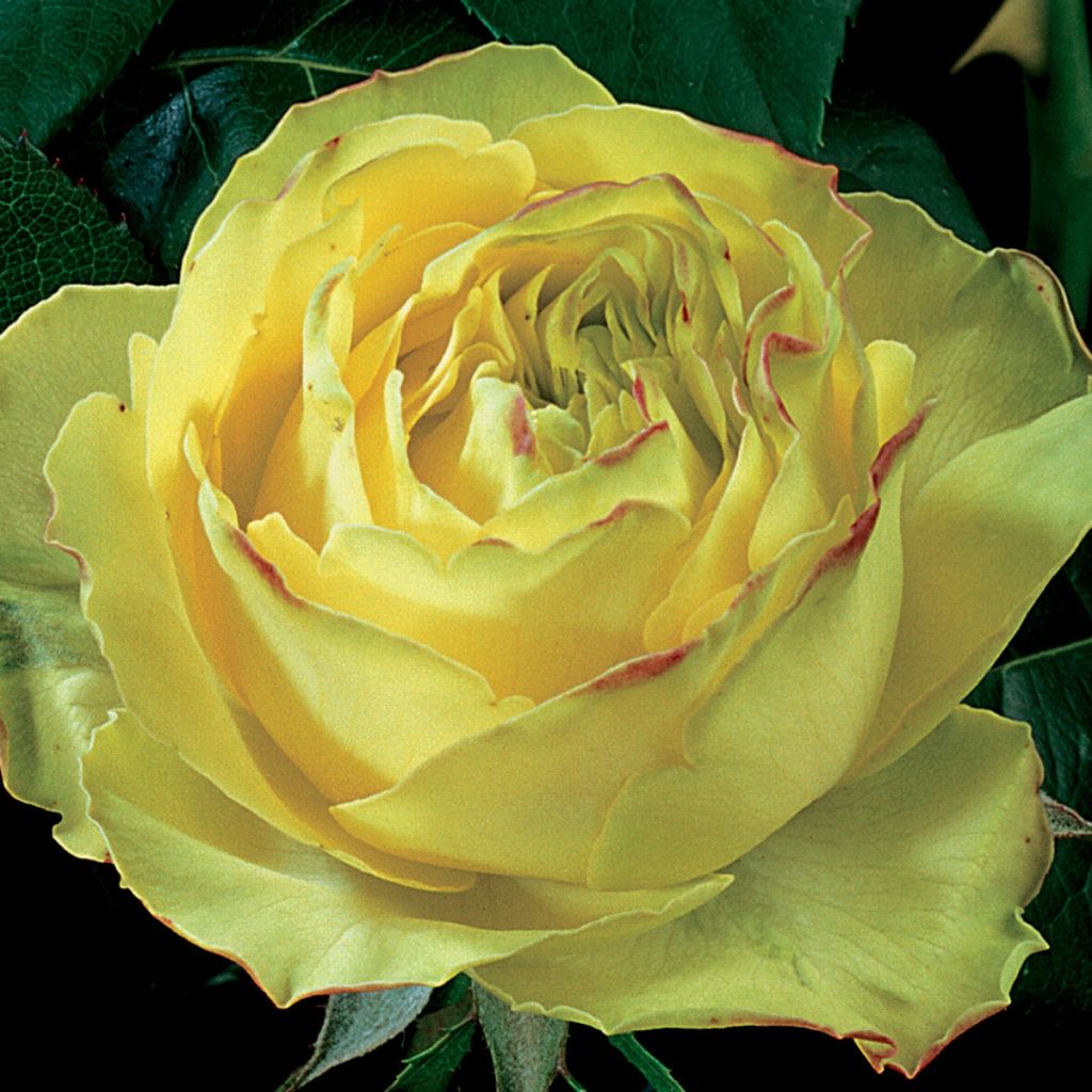 Rosa Sherwood