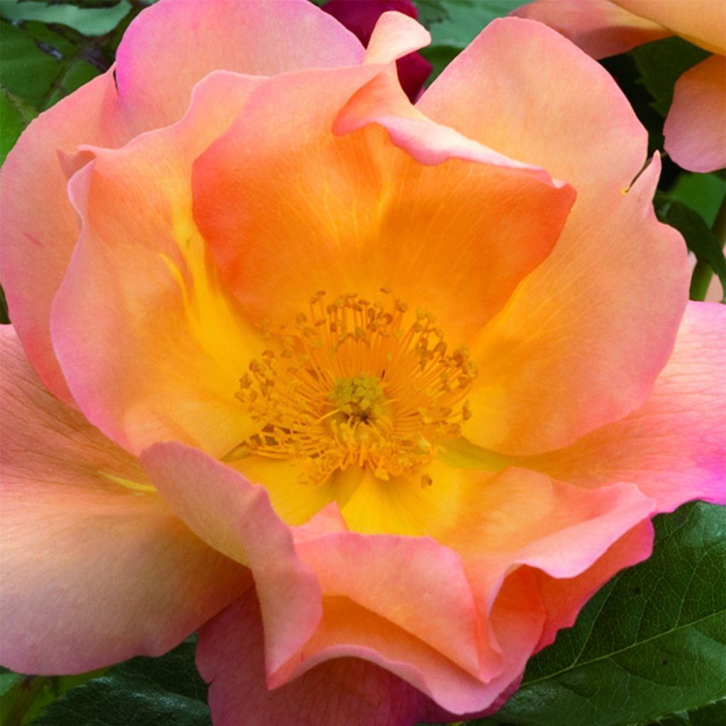 Rosa Fighting Temeraire - English Shrub Rose