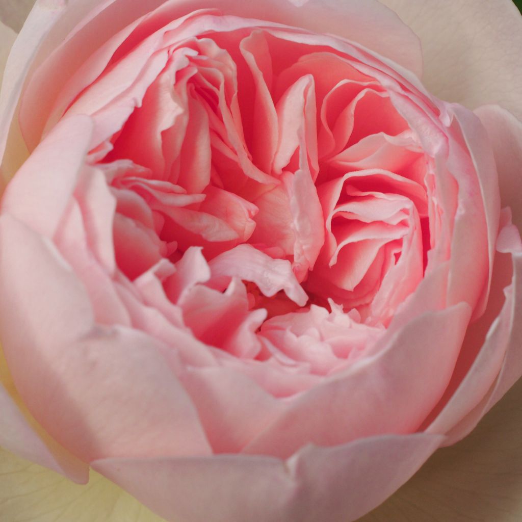 Rosa  Gentle Hermione - English Shrub Rose
