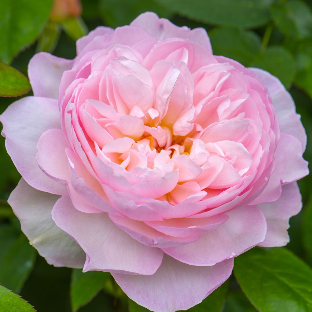 Rosa  Gentle Hermione - English Shrub Rose