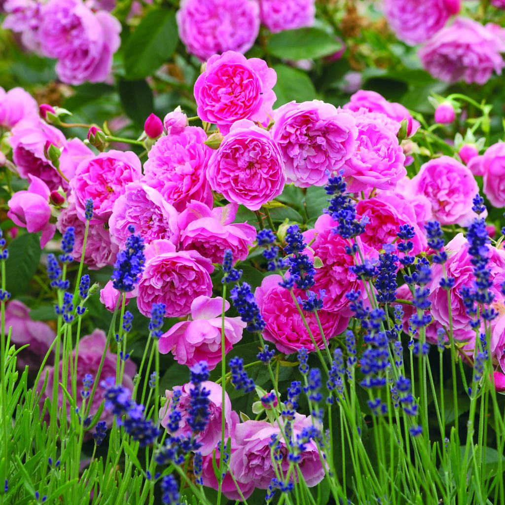 Rosa Harlow Carr - English Shrub Rose