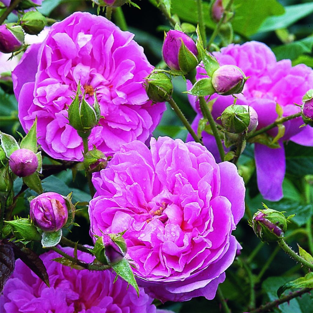 Rosa Harlow Carr - English Shrub Rose