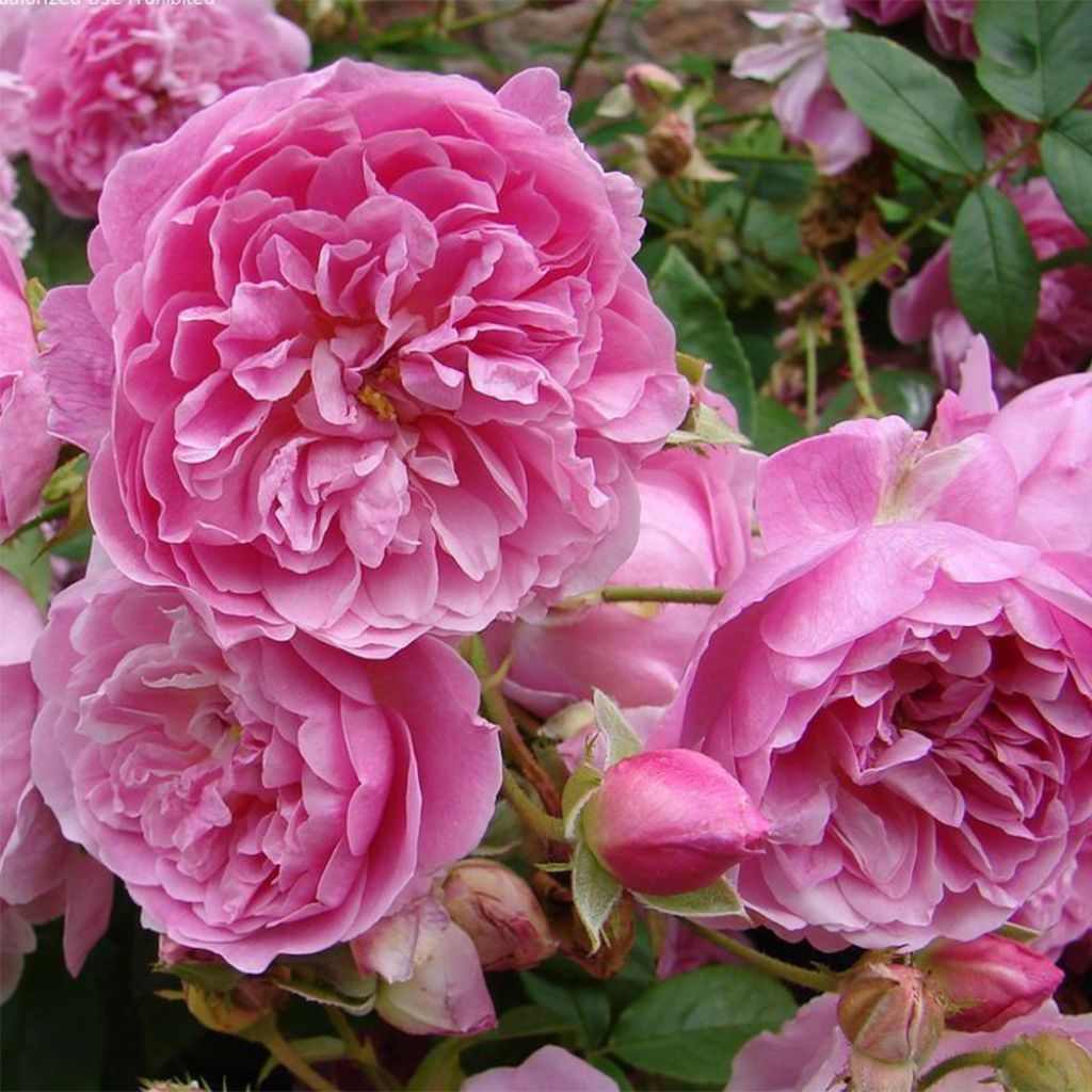 Rosa Harlow Carr - English Shrub Rose