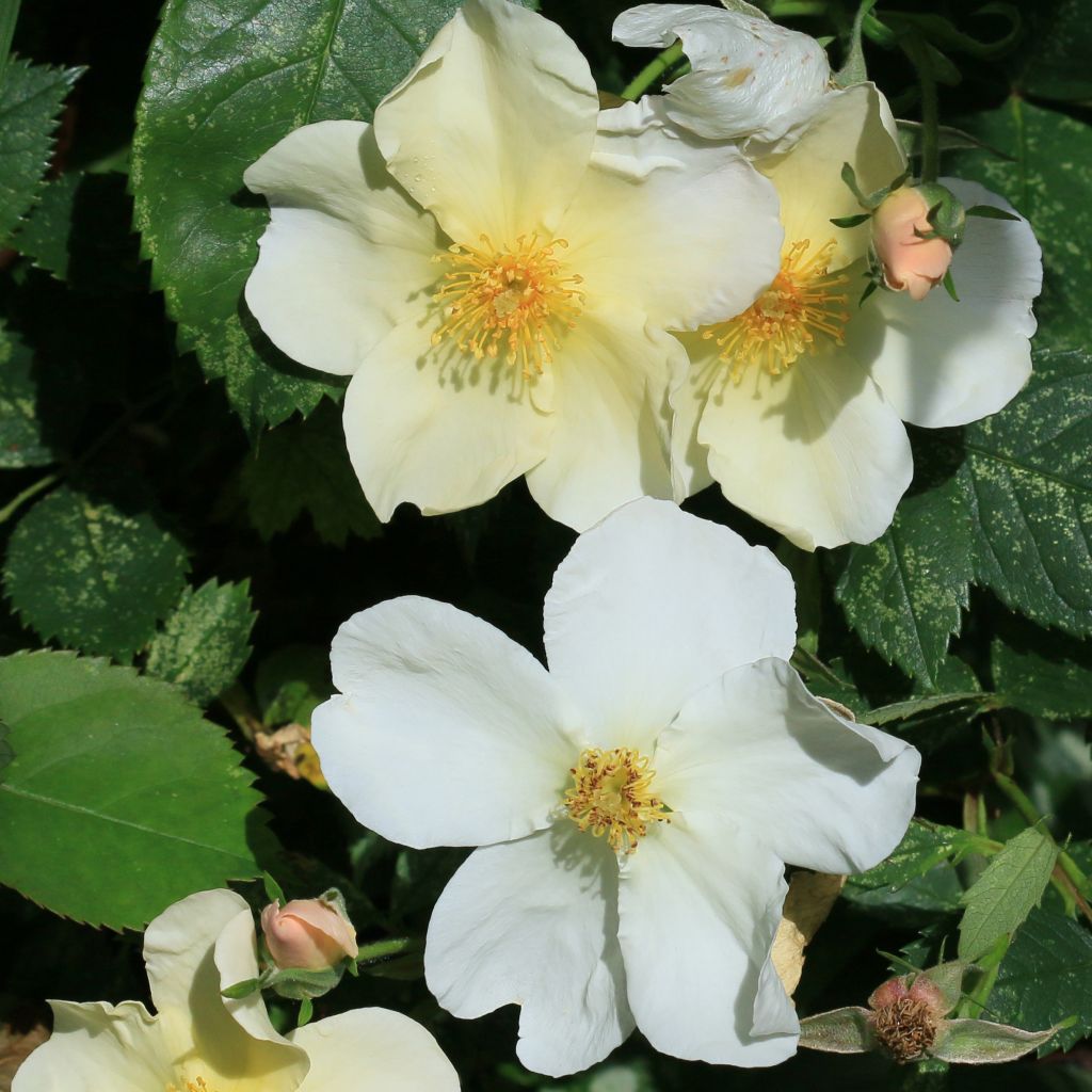 Rosa  Kew Gardens - Hybrid Musk Rose
