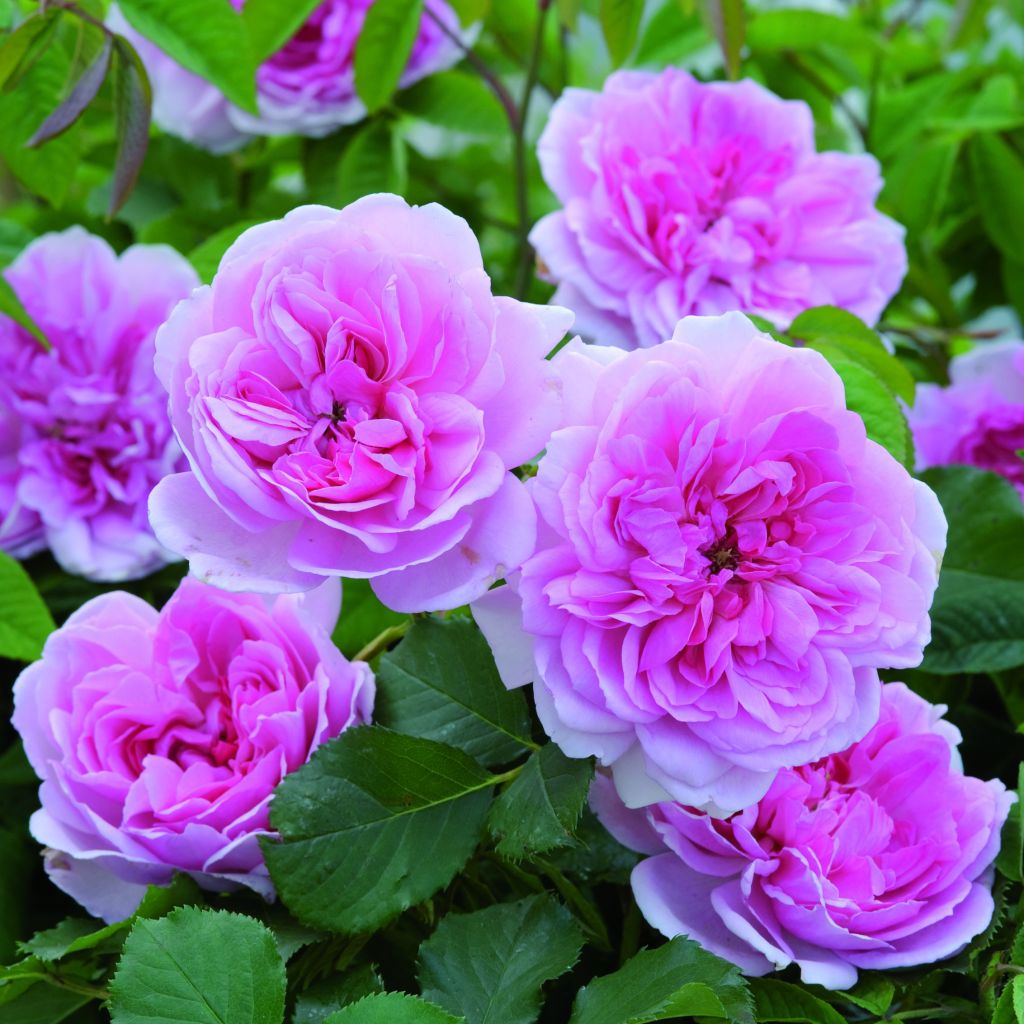 Rosa Maid Marion - English Shrub Rose