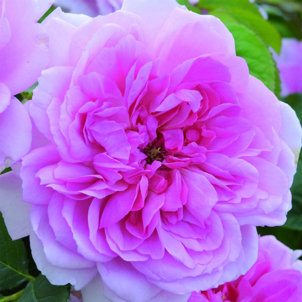 Rosa Maid Marion - English Shrub Rose