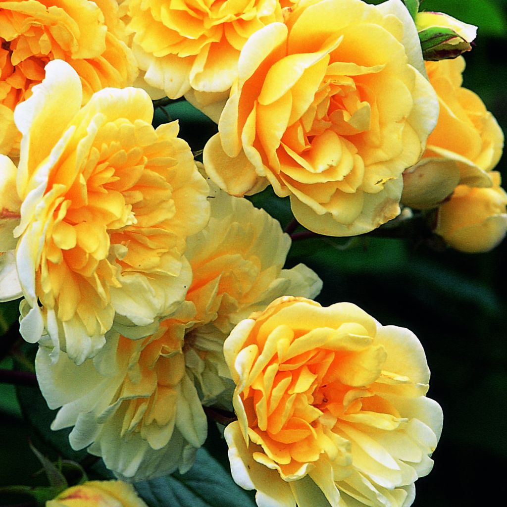 Rosa Malvern Hills 'Auscanary'