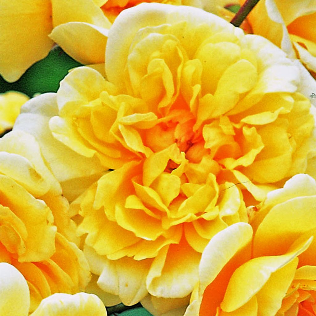 Rosa Malvern Hills 'Auscanary'