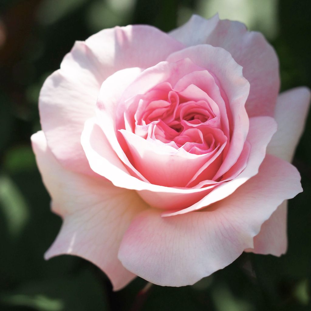 Rosa  Queen of Sweden - English Shrub Rose