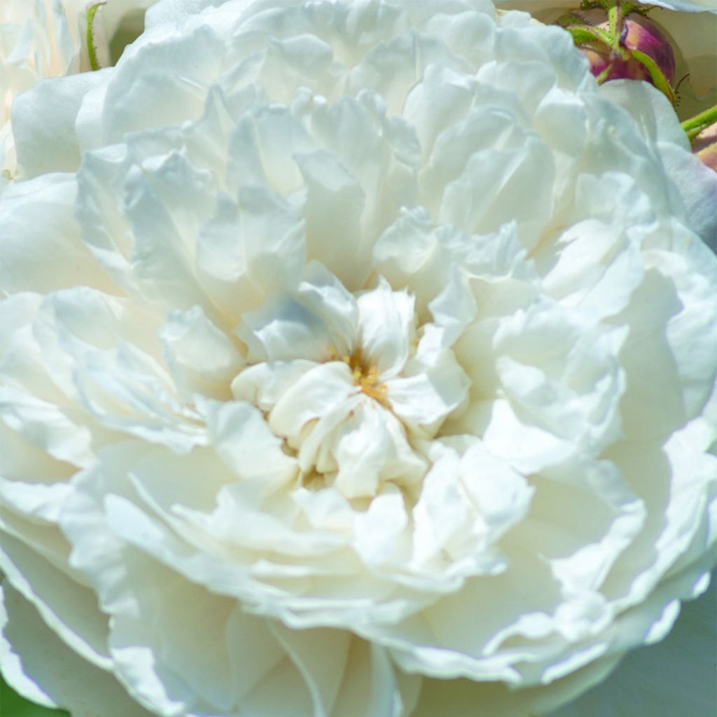 Rosa 'William and Catherine' - English Rose