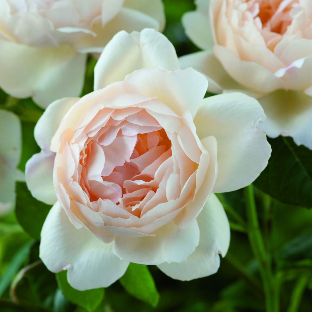 Rosa 'Wollerton Old Hall' - Climbing Rose