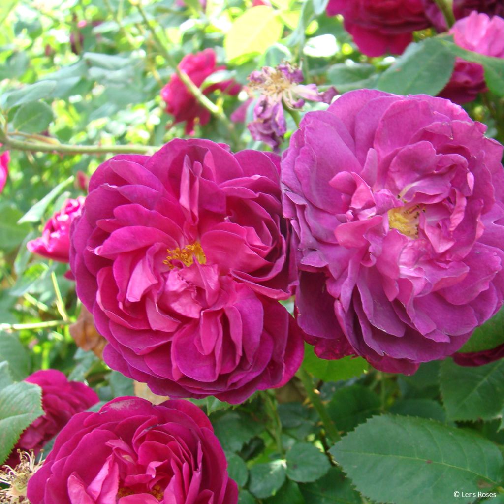 Rosa gallica officinalis Etoile Pourpre - Old Gallic Rose