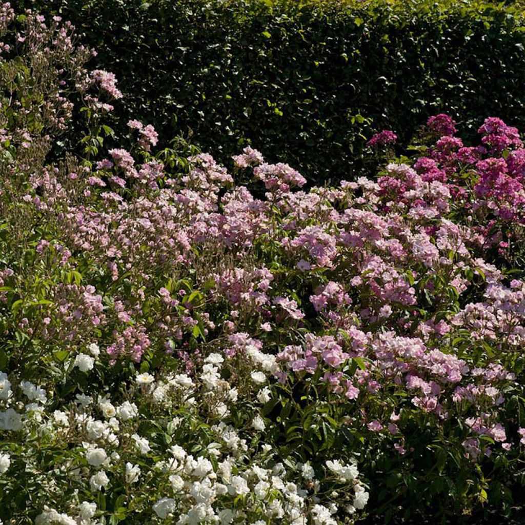 Rosa x moschata Frisson Frais - Musk Rose