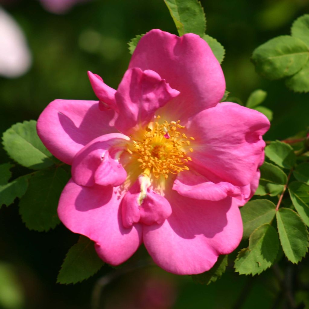 Rosa moyesii Marguerite Hilling
