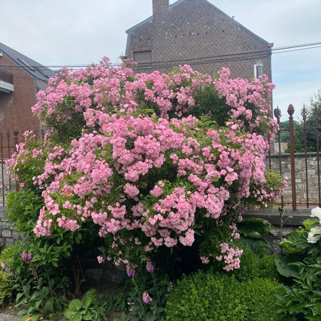 Rosa Petite de Terre Franche - Hybrid Musk rose