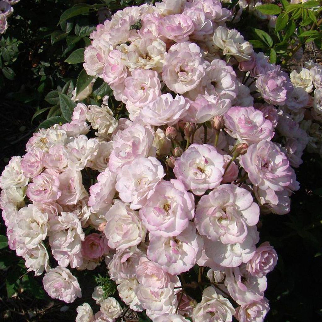 Rosa Petite de Terre Franche - Hybrid Musk rose