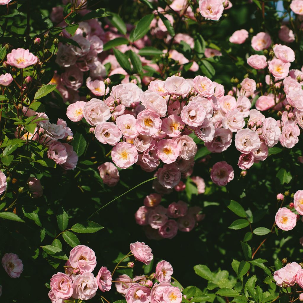 Rosa Queen of the Musks - Hybrid Musk rose
