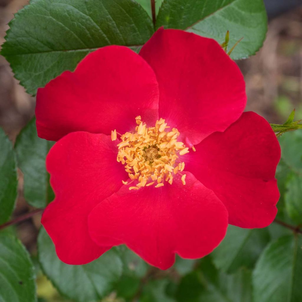 Rosa Robusta - Rugosa rose