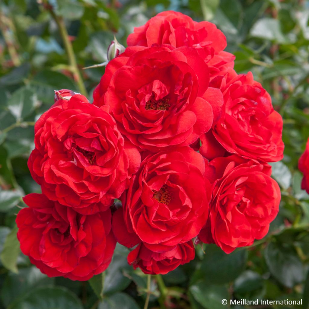 Rosa x polyantha Scarlet Bonica