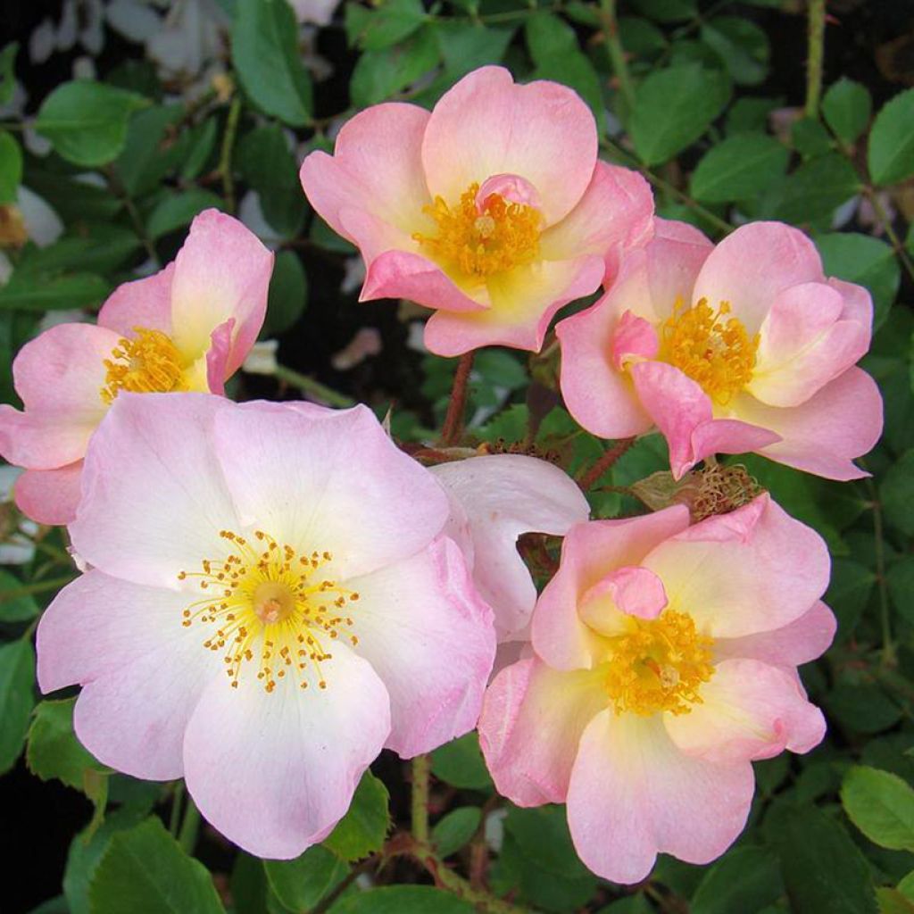 Rosa  Smarty - shrub rose