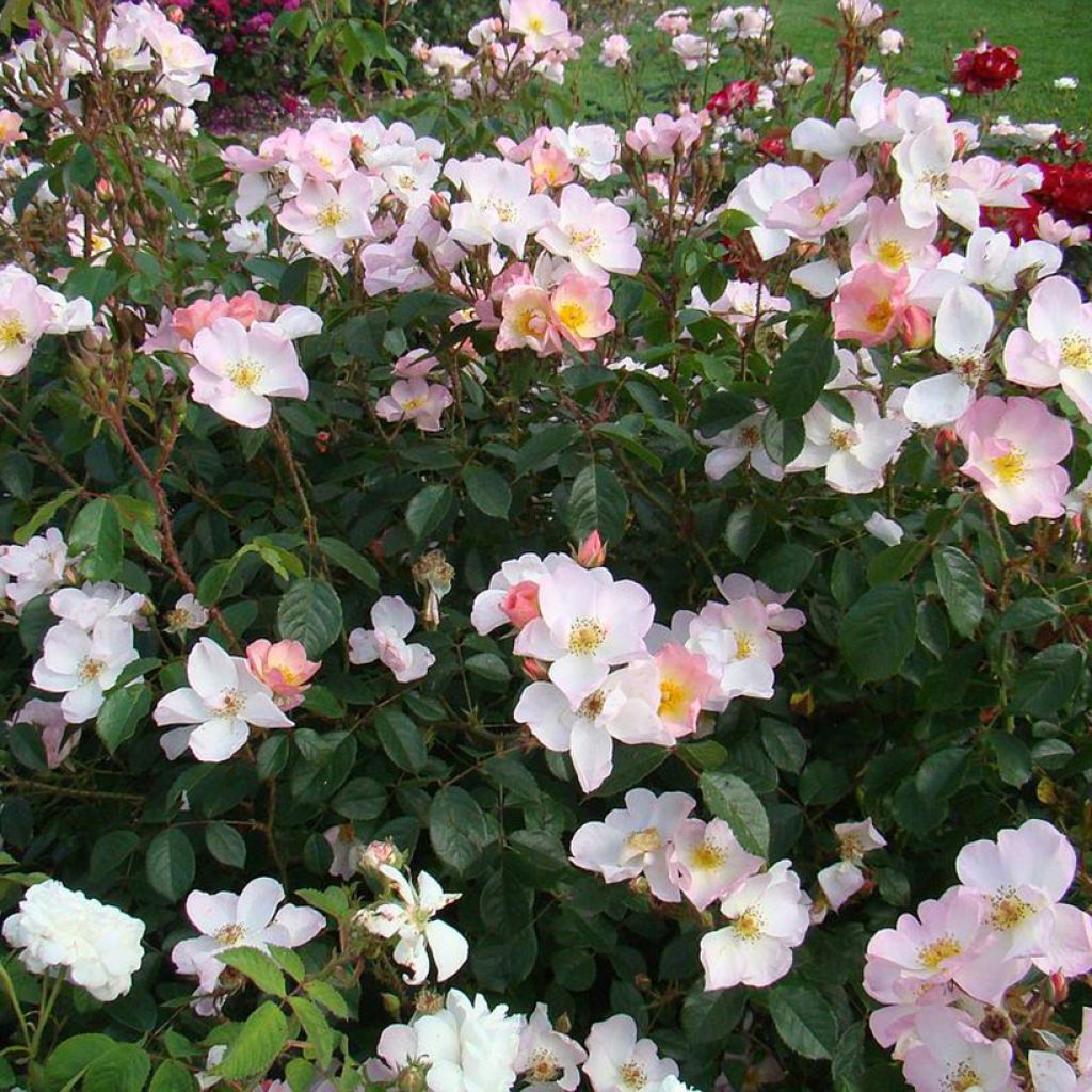 Rosa  Smarty - shrub rose