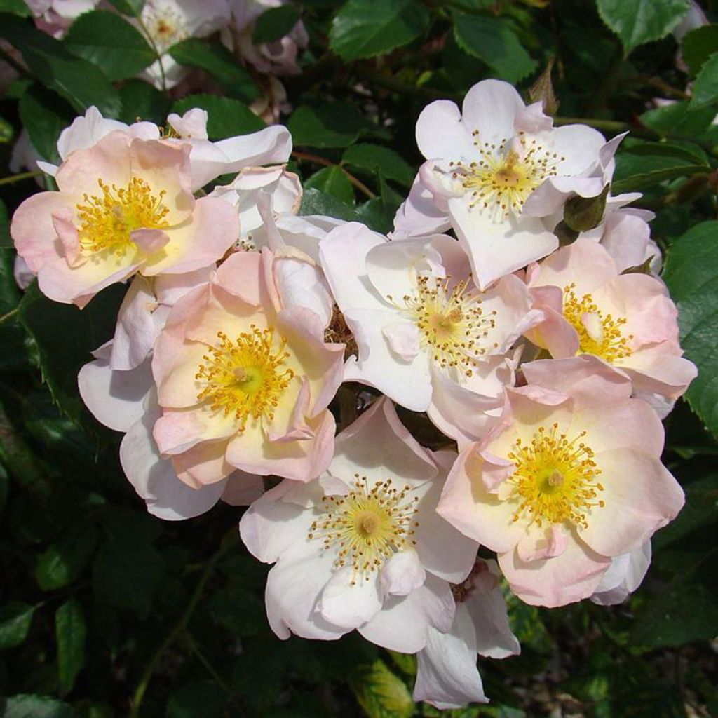 Rosa  Smarty - shrub rose