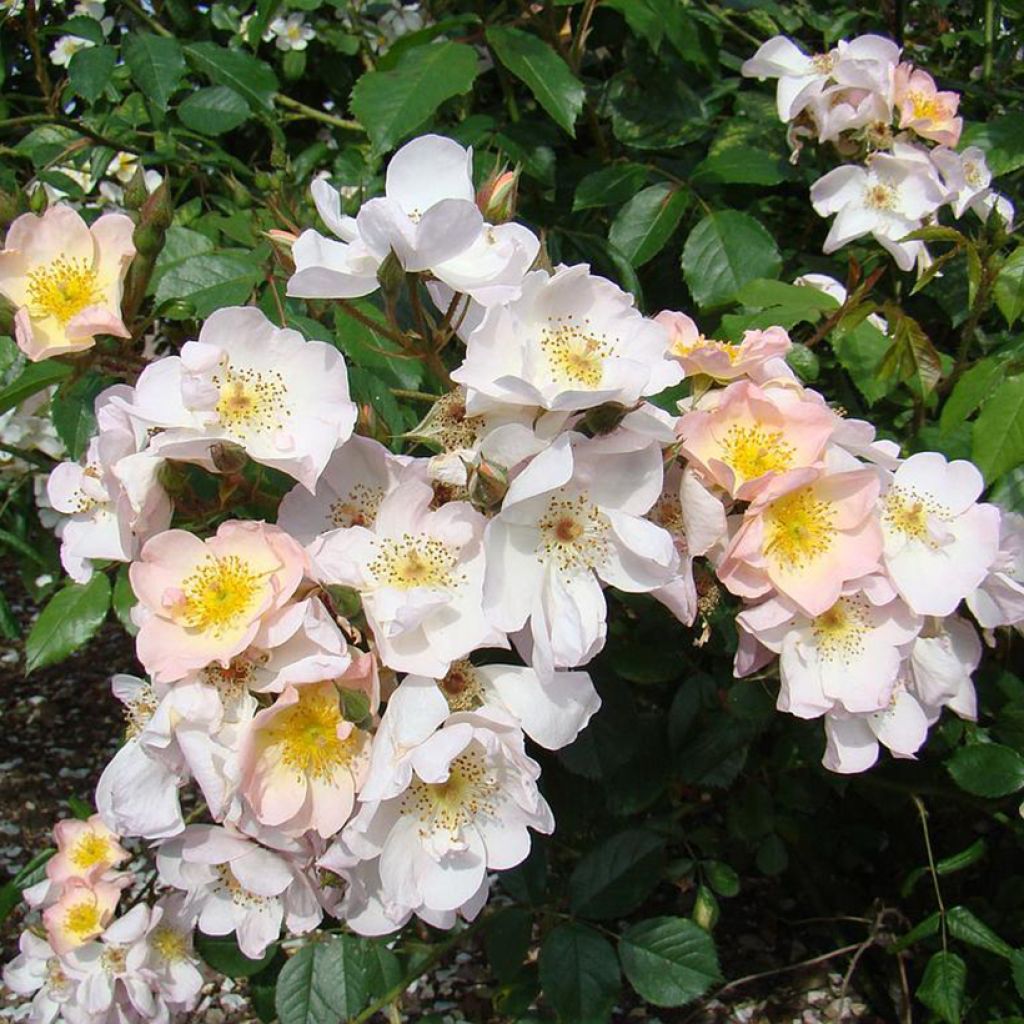 Rosa  Smarty - shrub rose