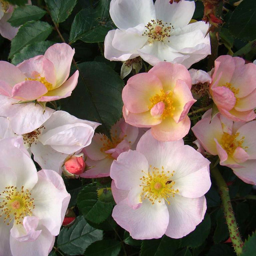 Rosa  Smarty - shrub rose