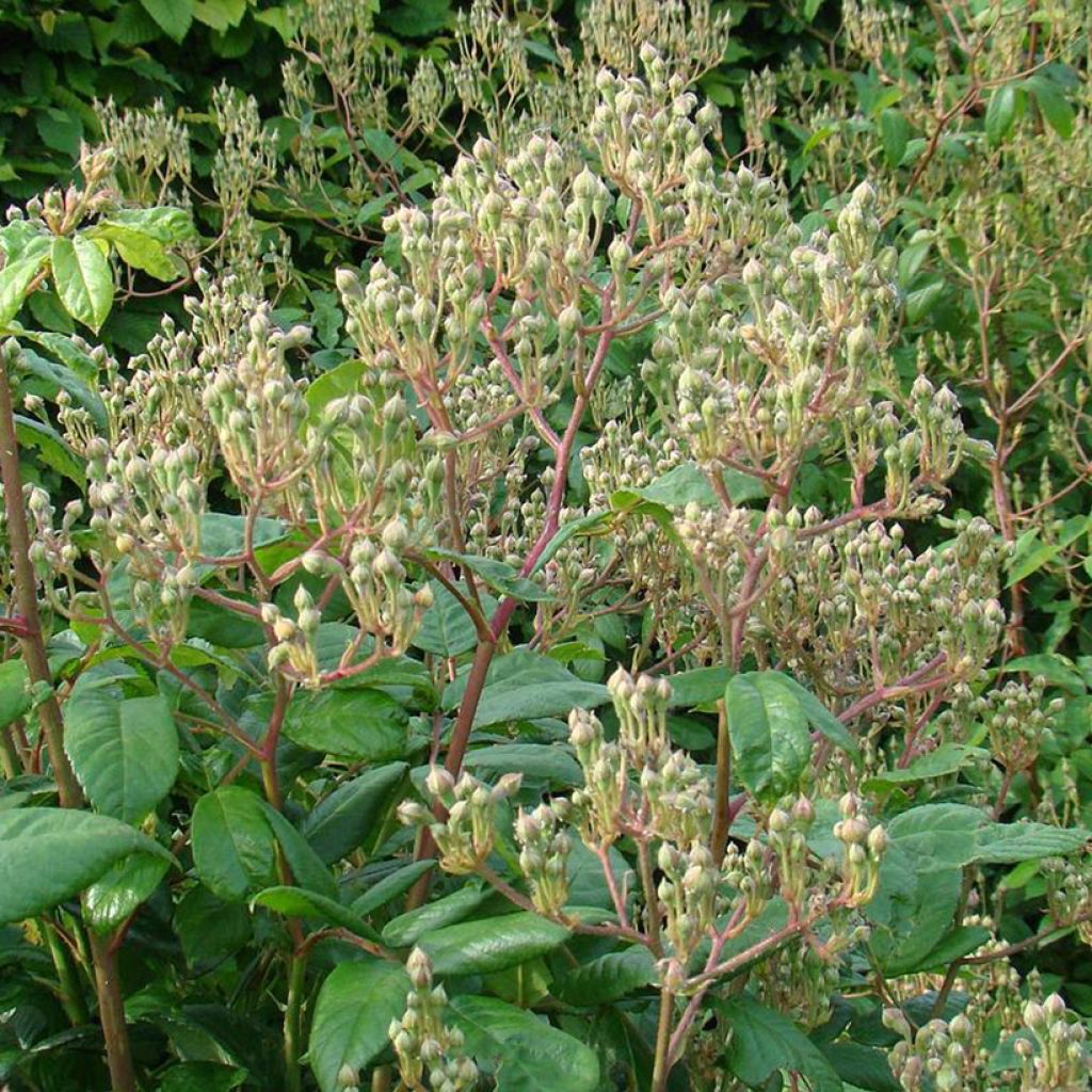 Rosa Waterloo - Hybrid Musk Rose