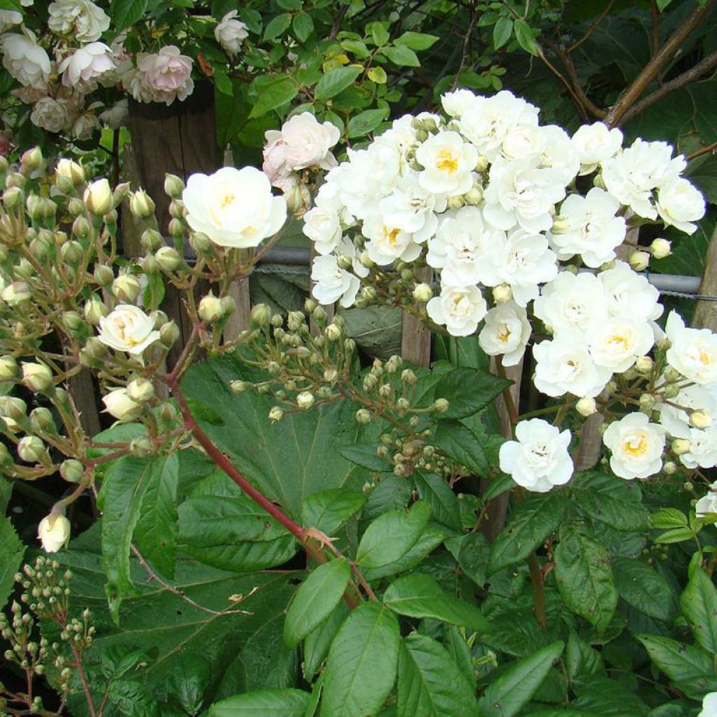 Rosa Waterloo - Hybrid Musk Rose