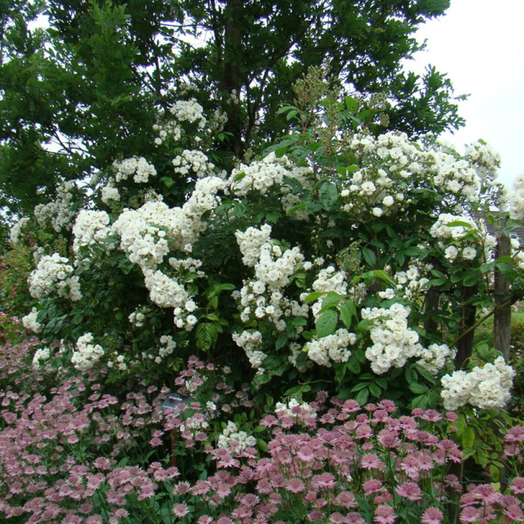 Rosa Waterloo - Hybrid Musk Rose