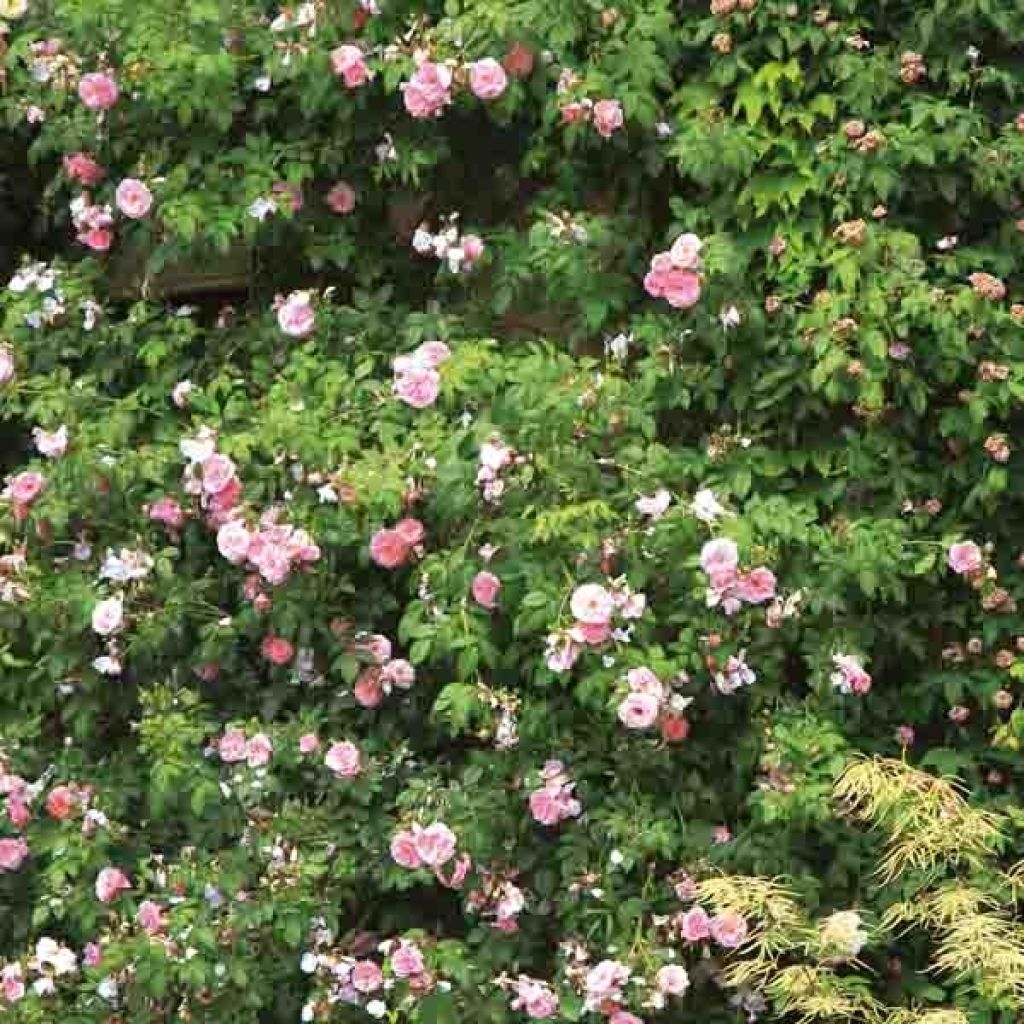 Rosa Bantry Bay
