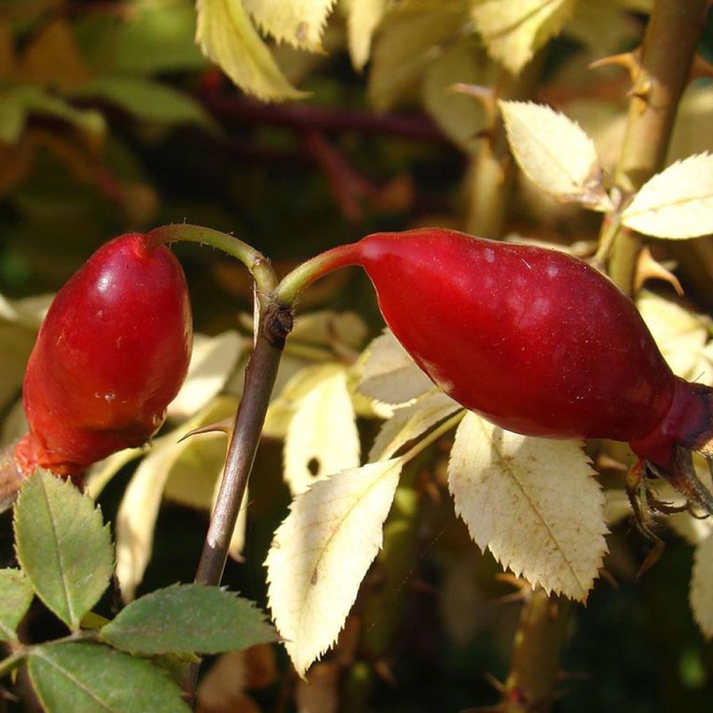 Rosa Bourgogne - Shrub Rose