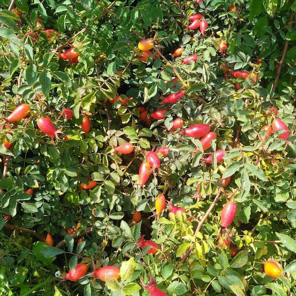 Rosa Bourgogne - Shrub Rose
