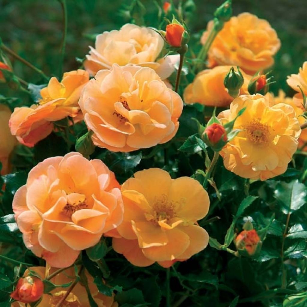 Rosa Decorosiers Calizia - Shrub  Rose