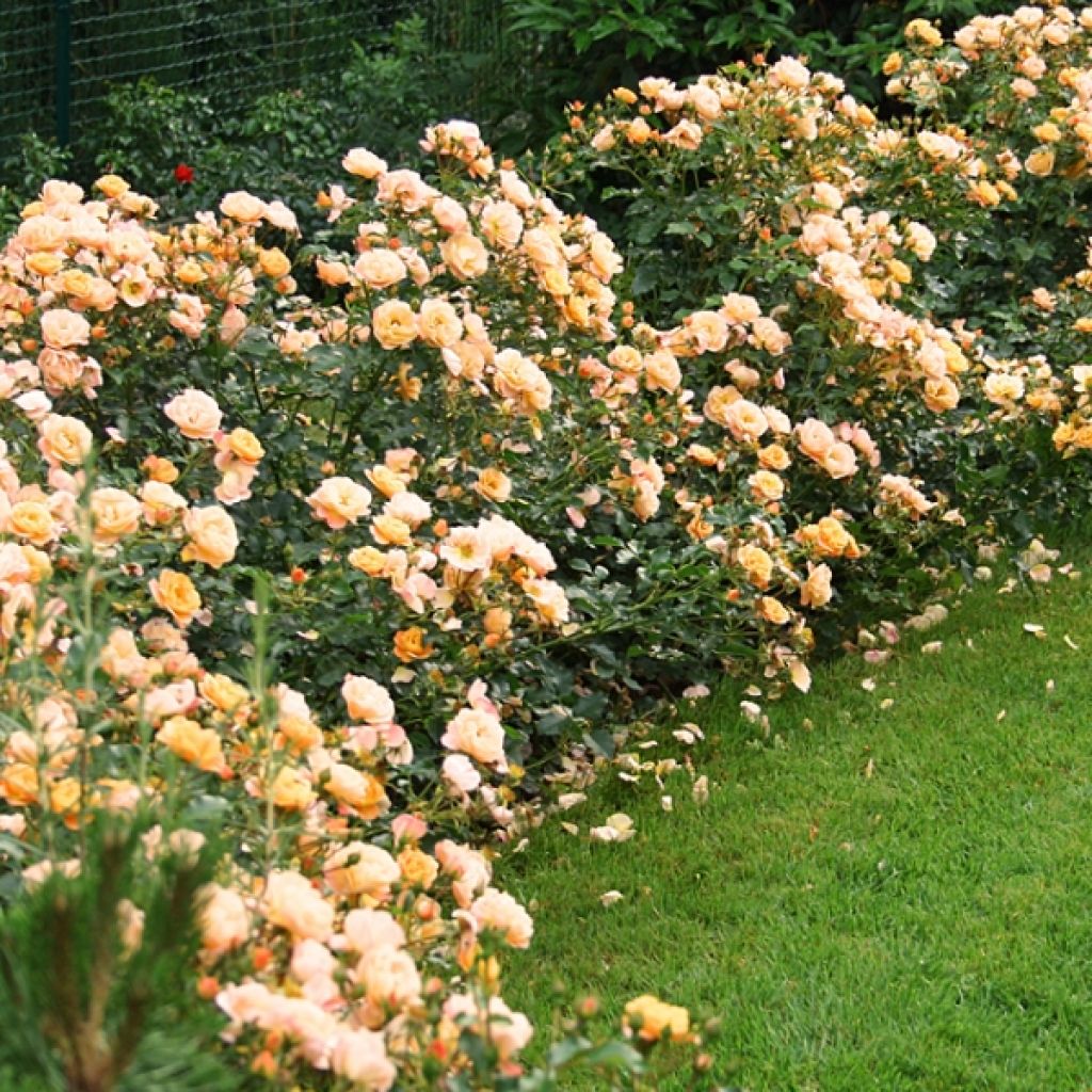 Rosa Decorosiers Calizia - Shrub  Rose