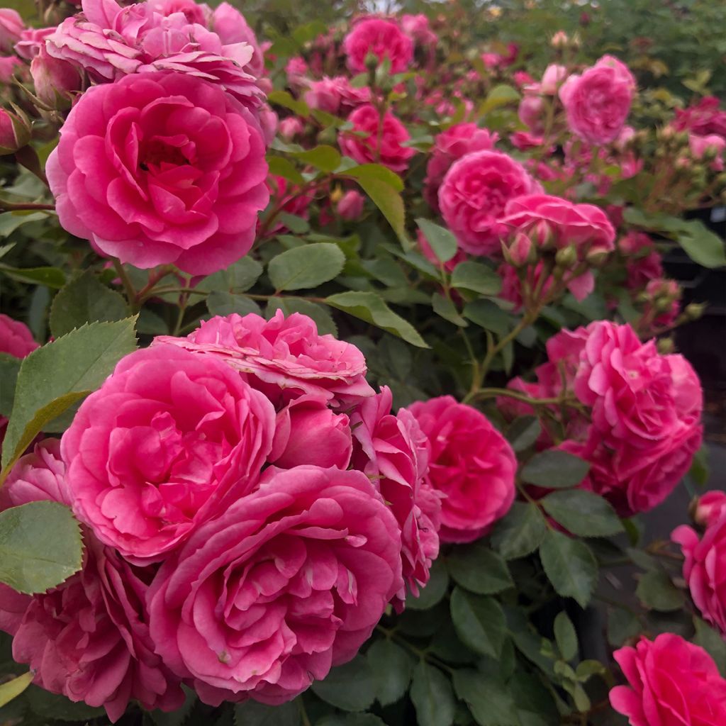 Rosa x floribunda 'Amica' Rigo Rosen - Groundcover Rose